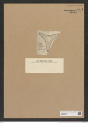 Trinacria grevillei (de-Toni-Nr.: Genus 119, Species 3420) Zeichnungen Sammlung Grunow Nr. 6879 (NHMW-BOT-W0375741)